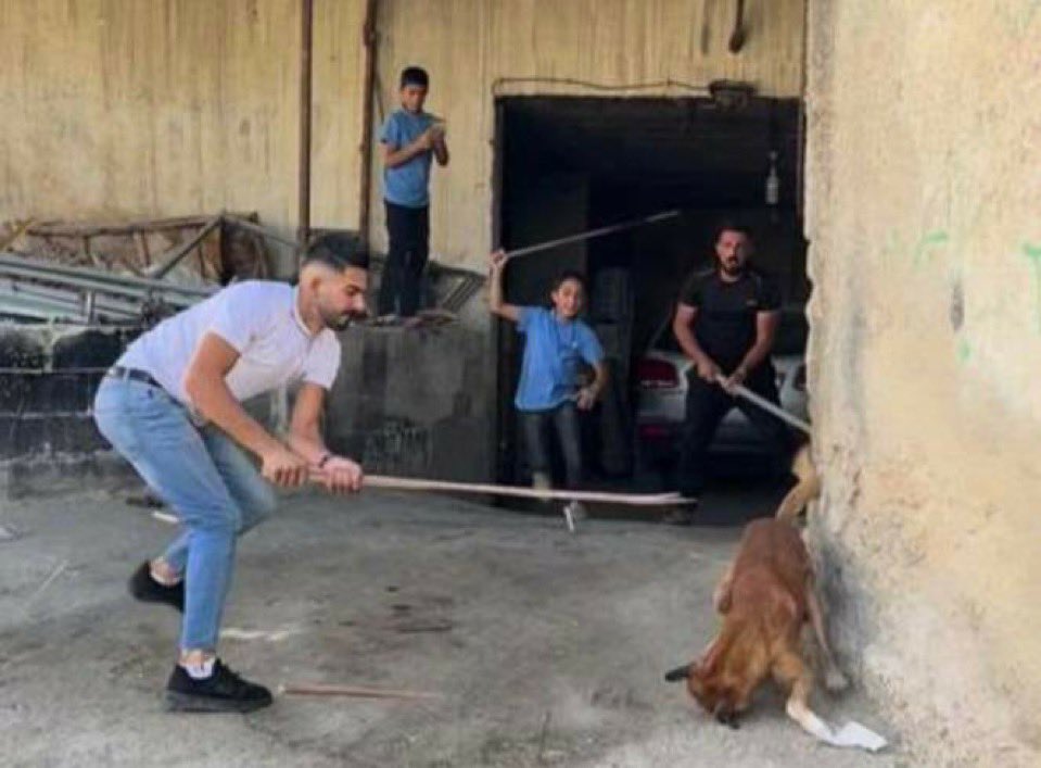 Slaughtering defenceless animals in Hebron